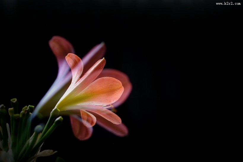 曝光君子兰图片大全