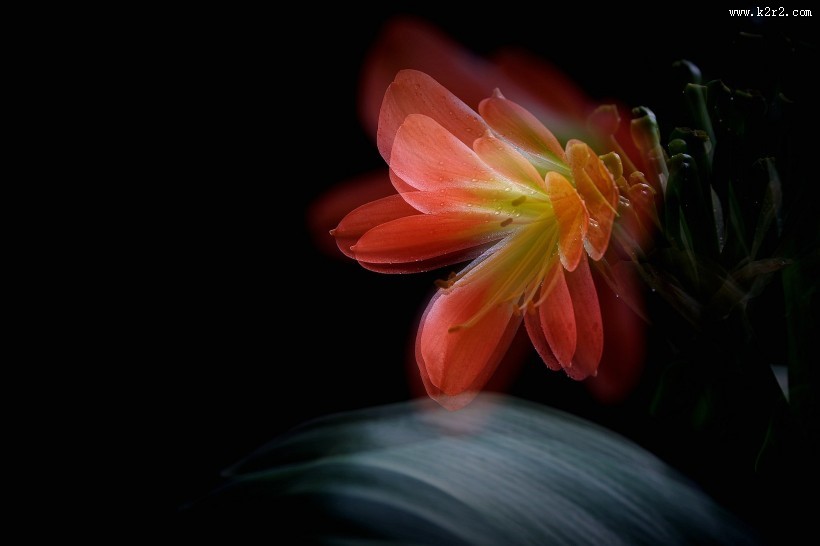 曝光君子兰图片大全