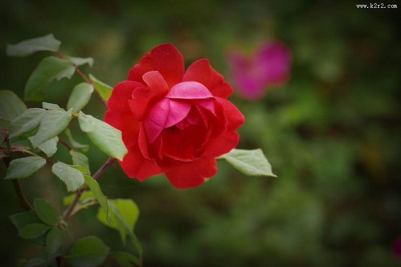 娇艳的月季花图片大全