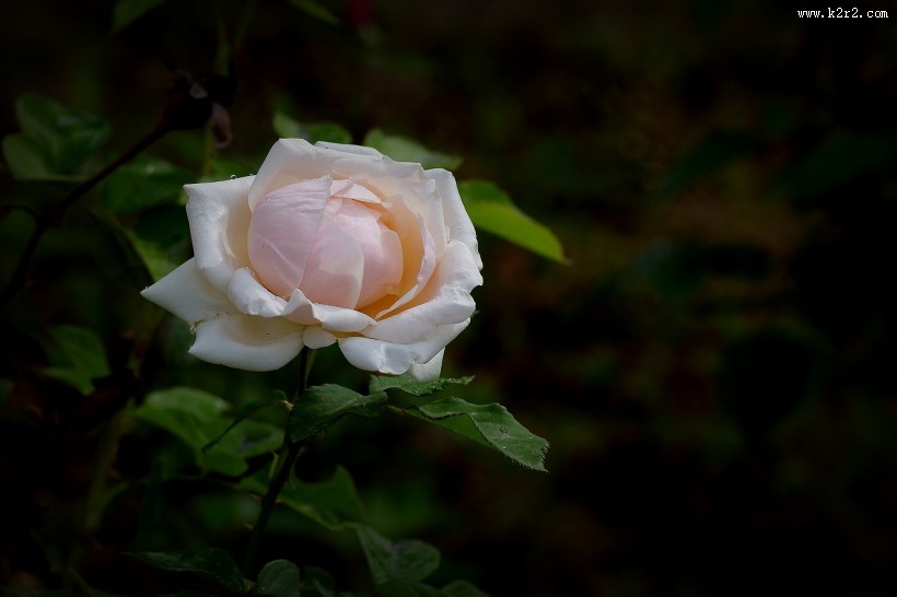 娇艳的月季花图片大全