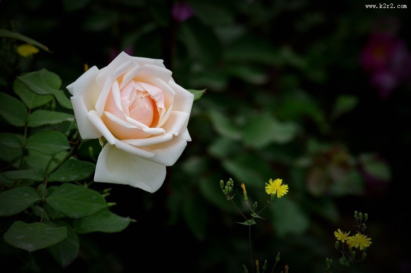 娇艳的月季花图片大全