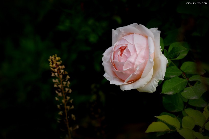 娇艳的月季花图片大全