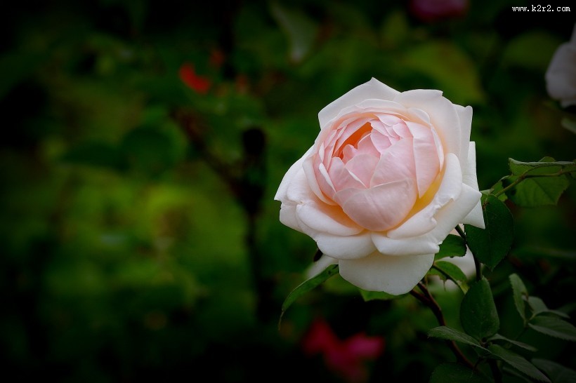 娇艳的月季花图片大全