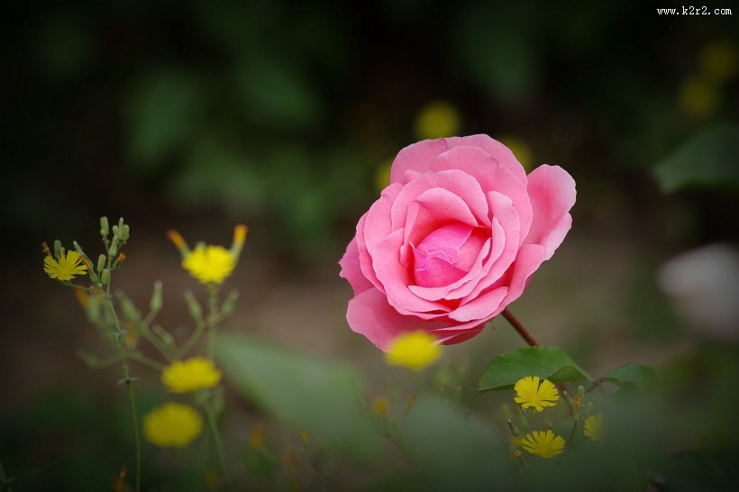 娇艳的月季花图片大全