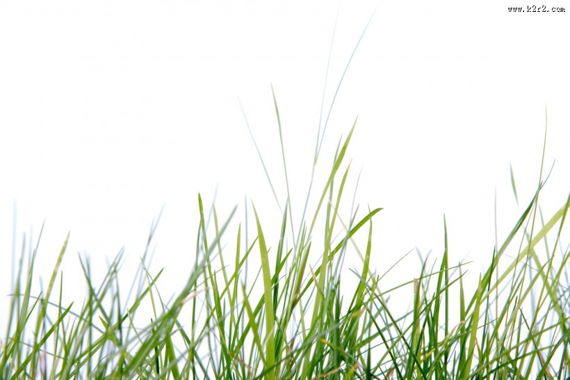绿色的草图片大全