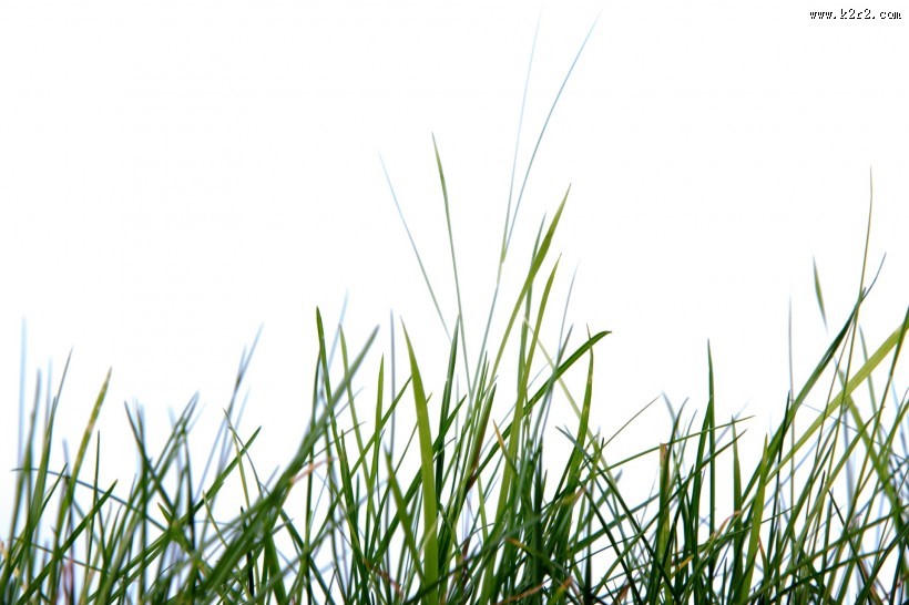 绿色的草图片大全
