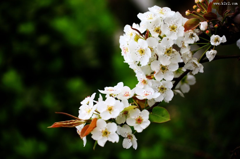 盛开的梨花图片