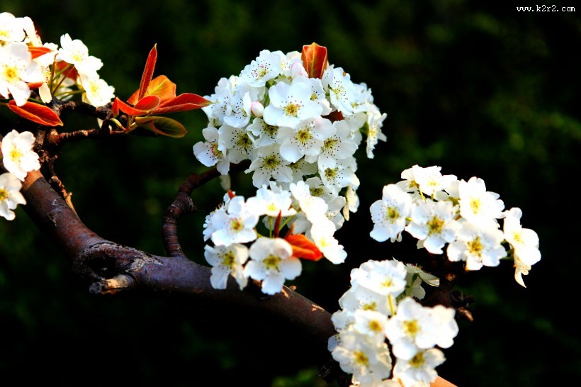 盛开的梨花图片