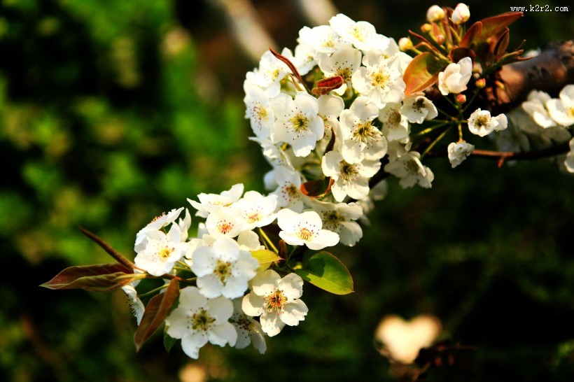 盛开的梨花图片