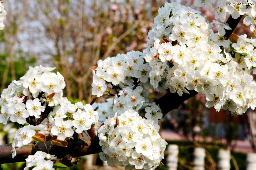 盛开的梨花图片