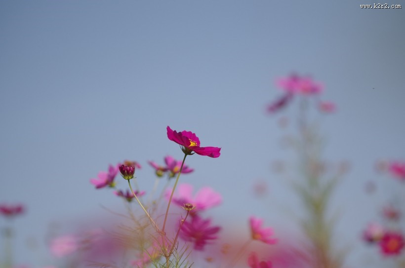 路边的格桑花图片大全