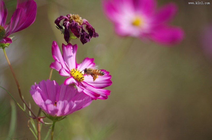 路边的格桑花图片大全