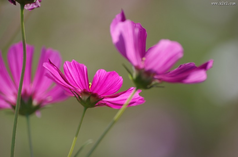 路边的格桑花图片大全