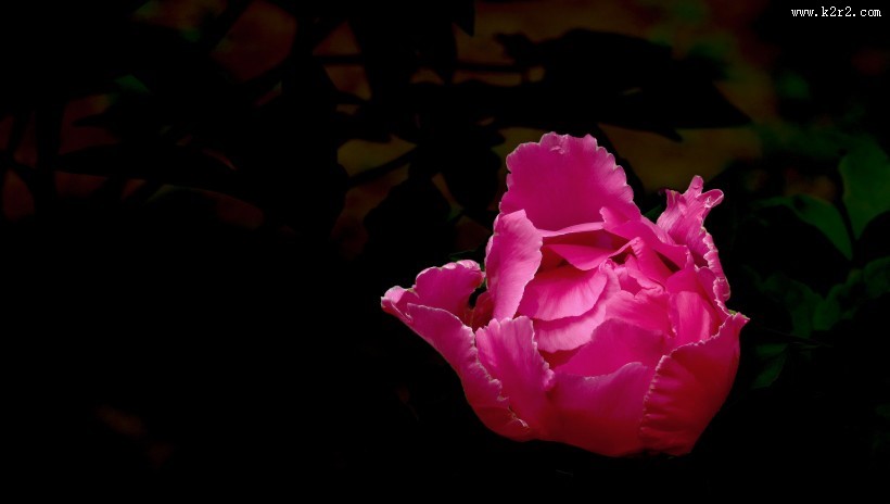 含苞欲放牡丹图片