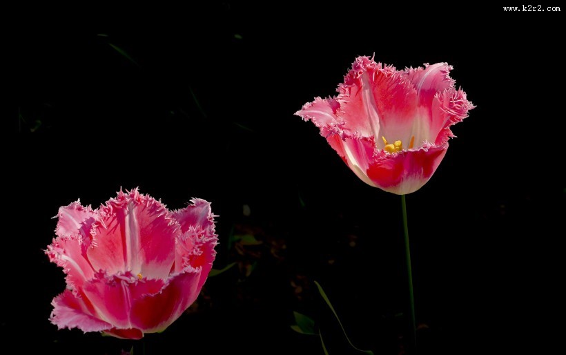 多姿多彩郁金香图片大全