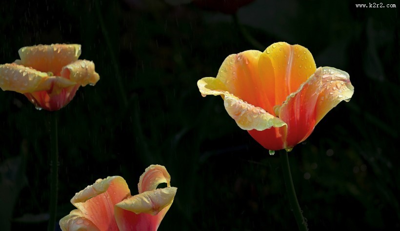 多姿多彩郁金香图片大全