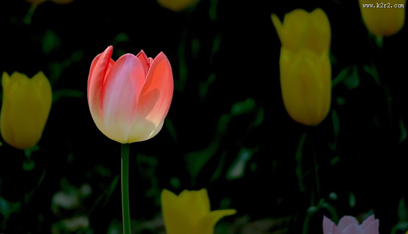 多姿多彩郁金香图片大全