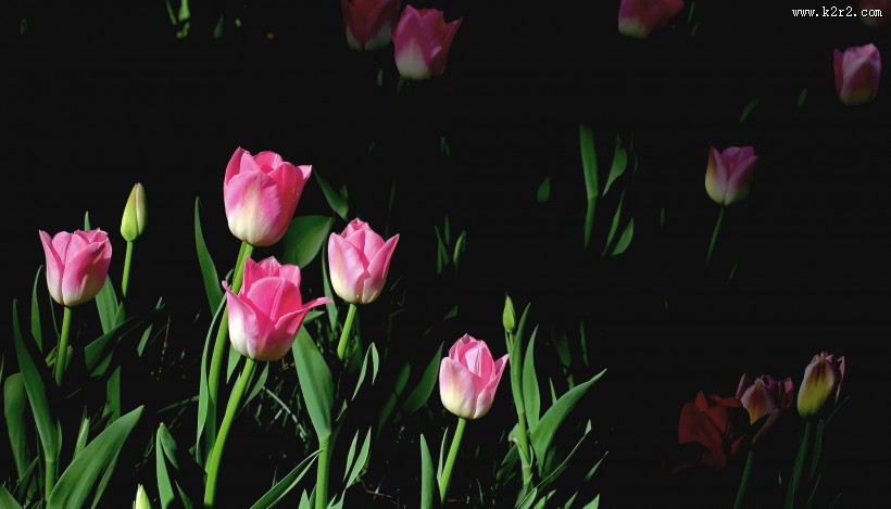 多姿多彩郁金香图片大全