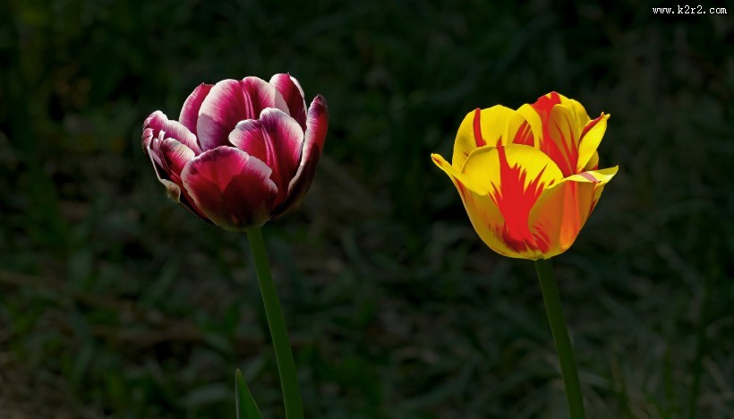 多姿多彩郁金香图片大全