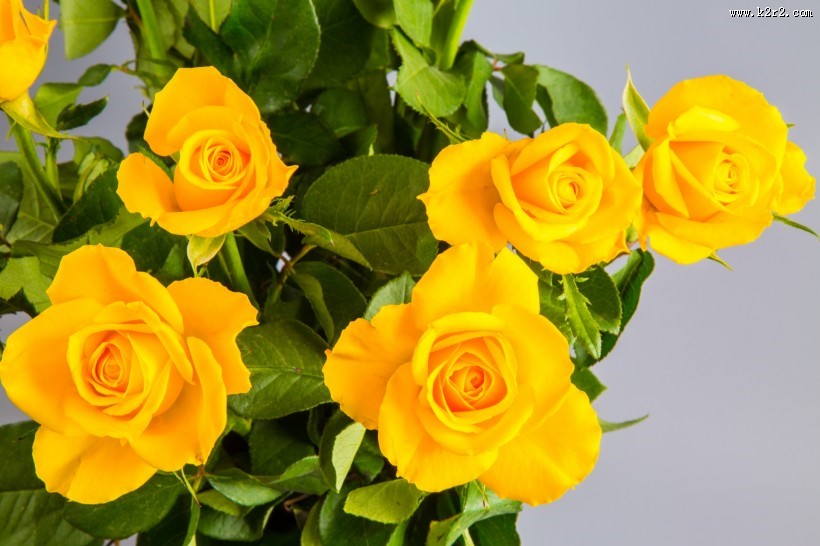 黄色玫瑰花图片