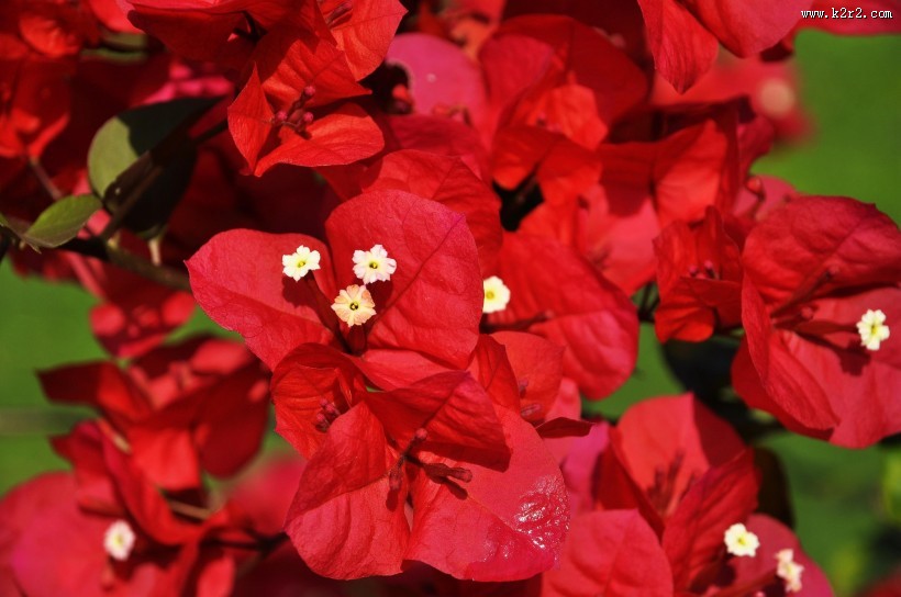 三角梅图片大全