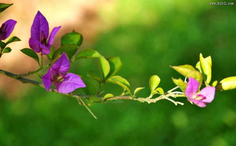 三角梅图片大全