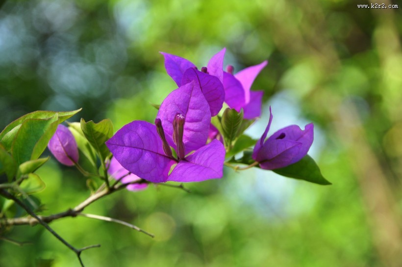 三角梅图片大全