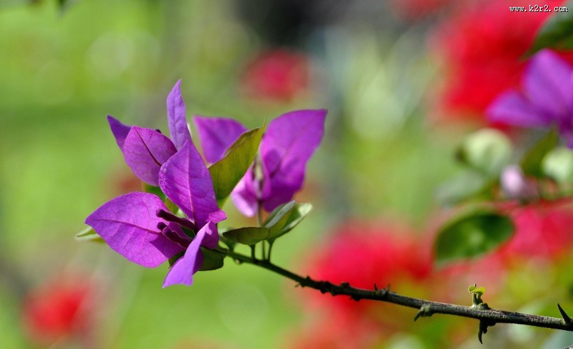 三角梅图片大全