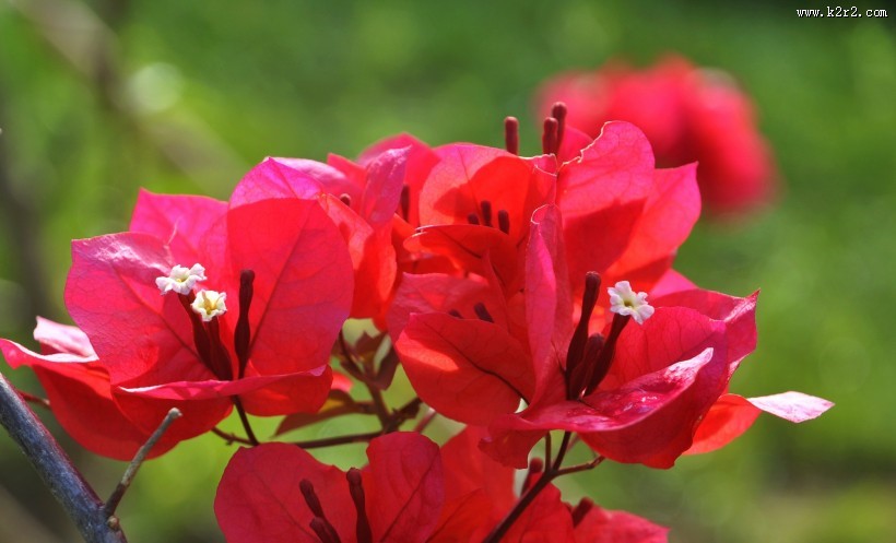 三角梅图片大全