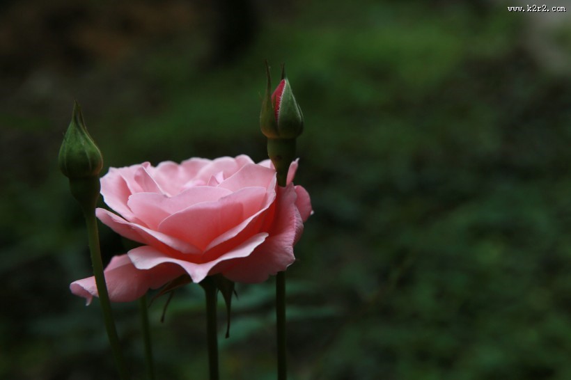 粉色月季花图片