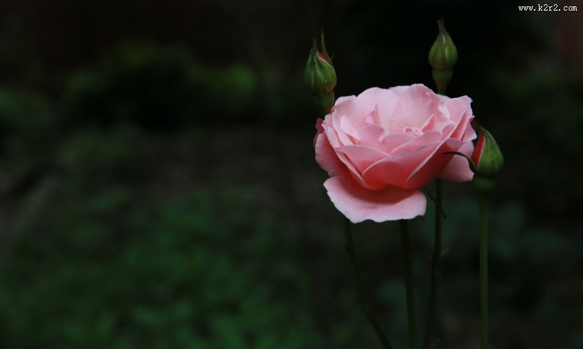 粉色月季花图片