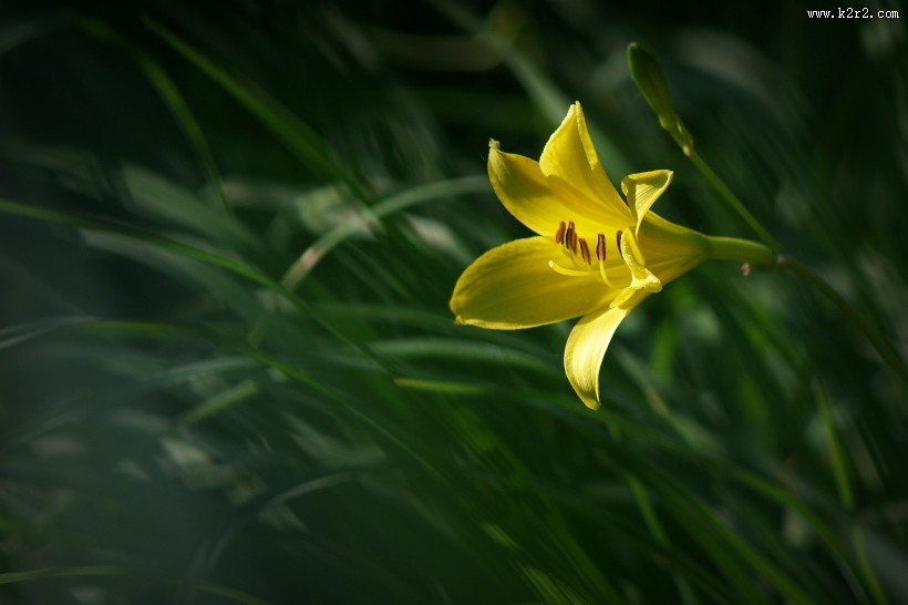 黄色萱草图片