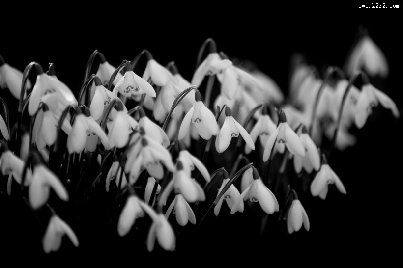 洁白的雪花莲图片