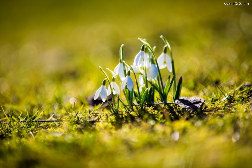 洁白的雪花莲图片