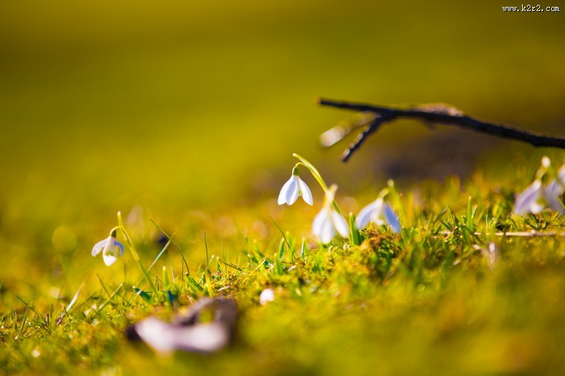 洁白的雪花莲图片