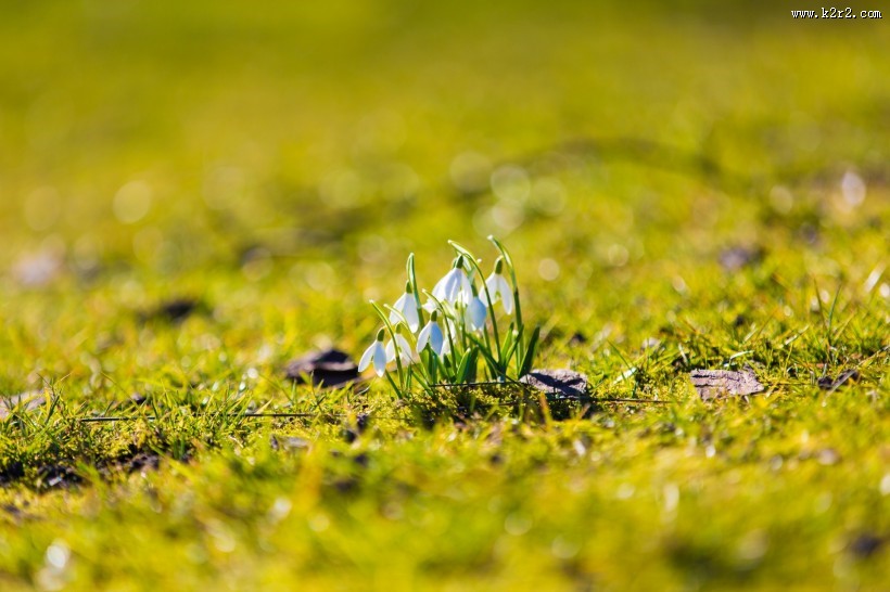 洁白的雪花莲图片