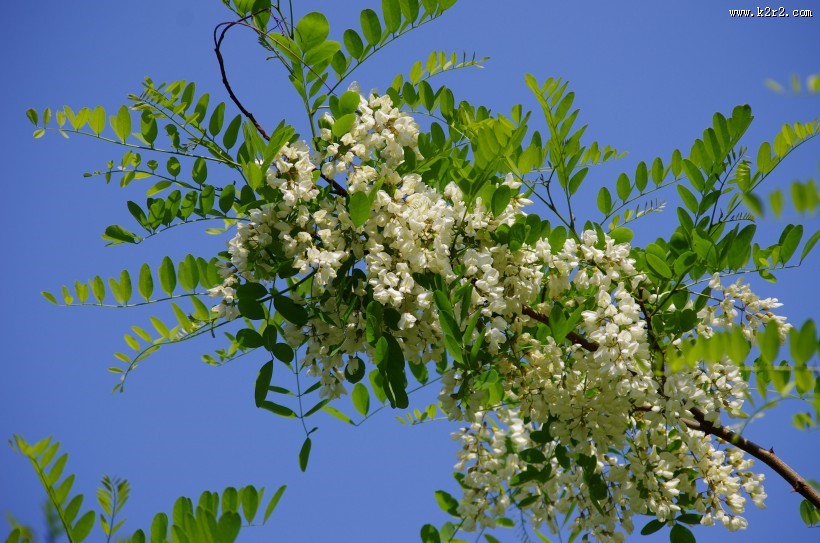 槐花图片
