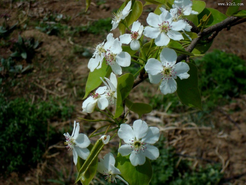 梨花图片大全