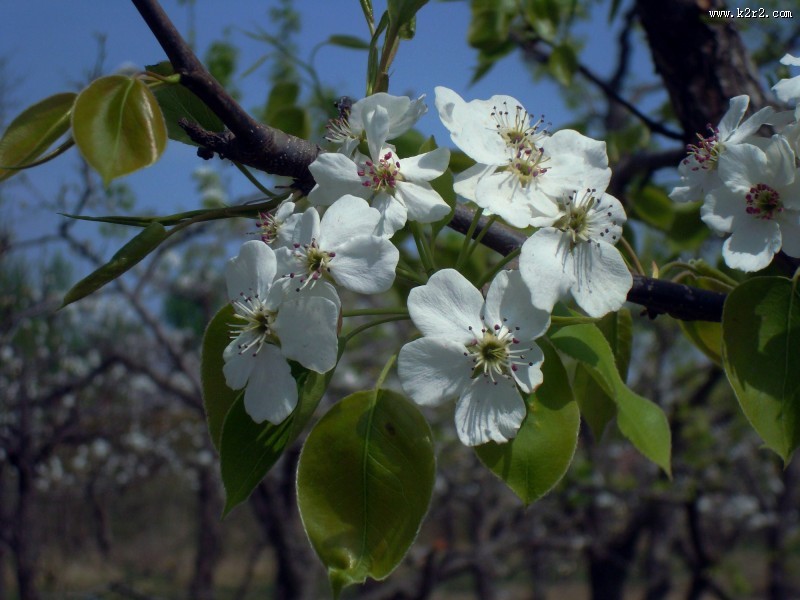 梨花图片大全