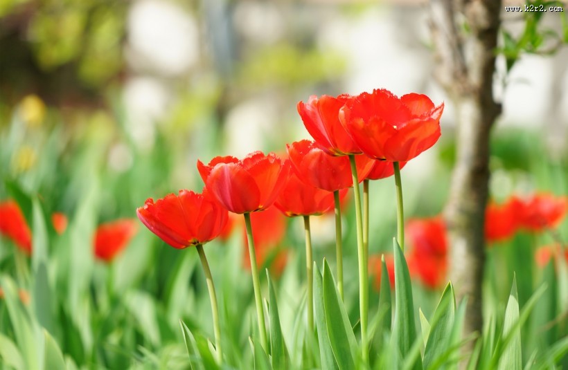 各种颜色的郁金香图片大全