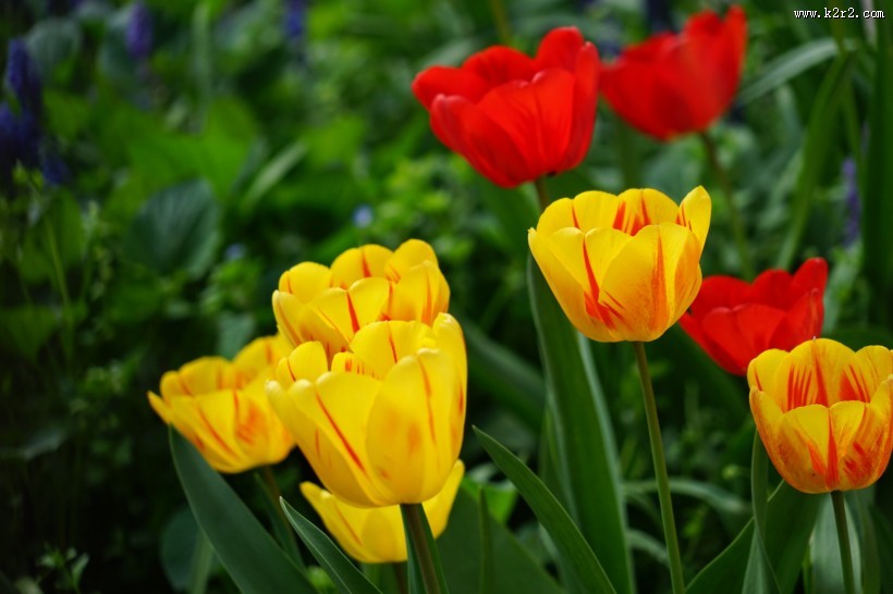 各种颜色的郁金香图片大全
