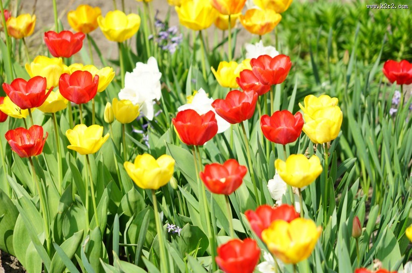 各种颜色的郁金香图片大全