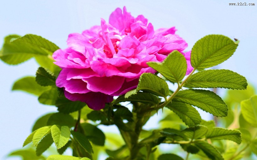 紫色玫瑰花图片