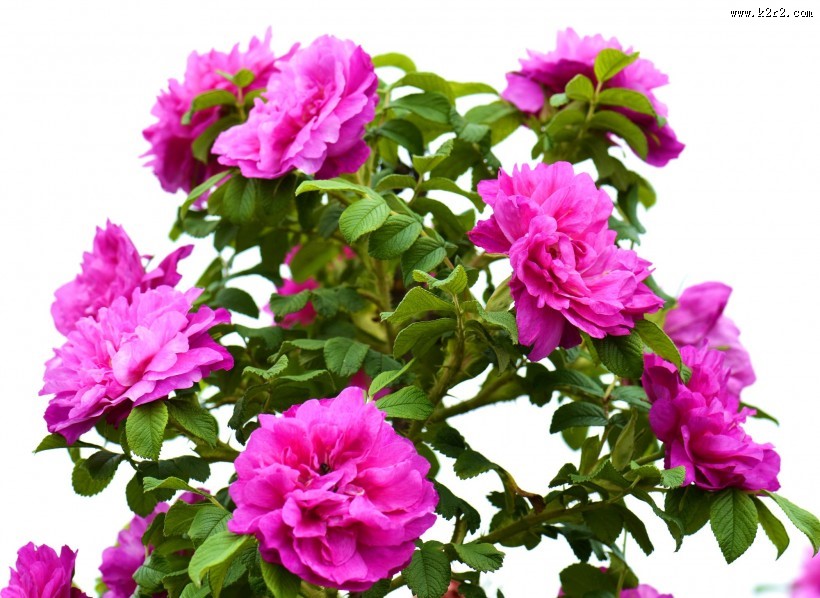 紫色玫瑰花图片