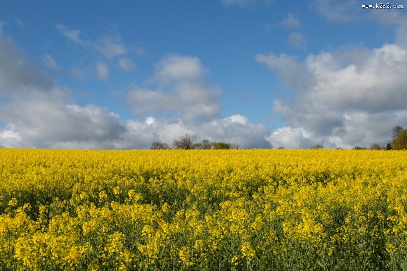 油菜花田图片大全