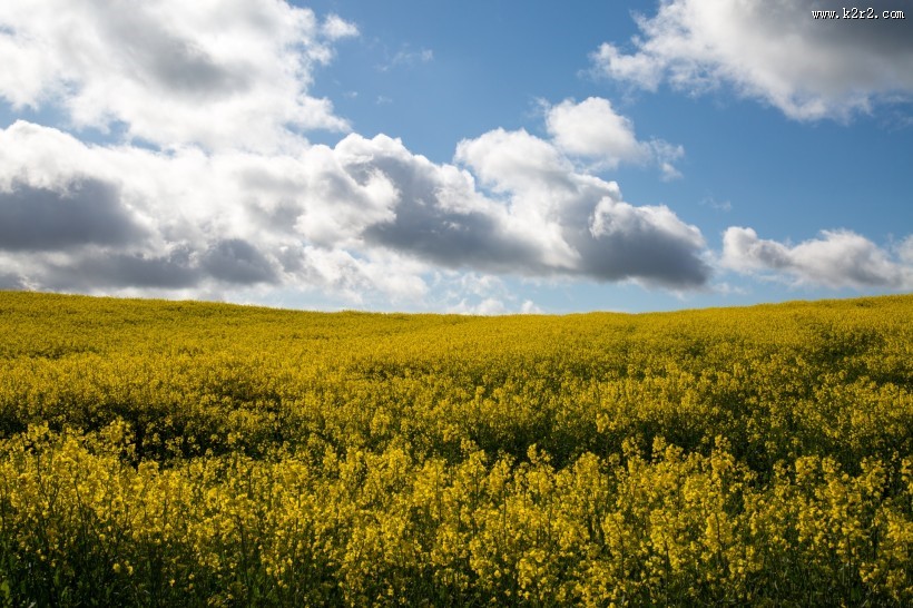 油菜花田图片大全
