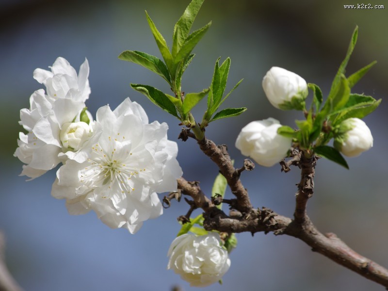 碧桃花图片大全