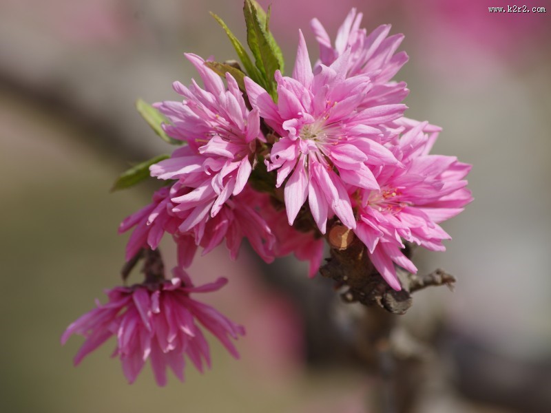 碧桃花图片大全