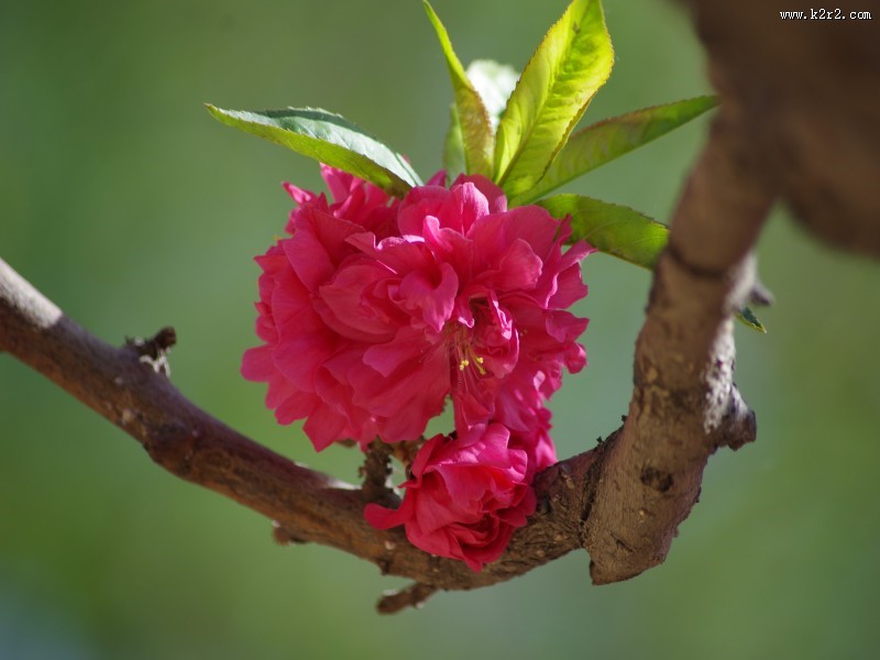 碧桃花图片大全