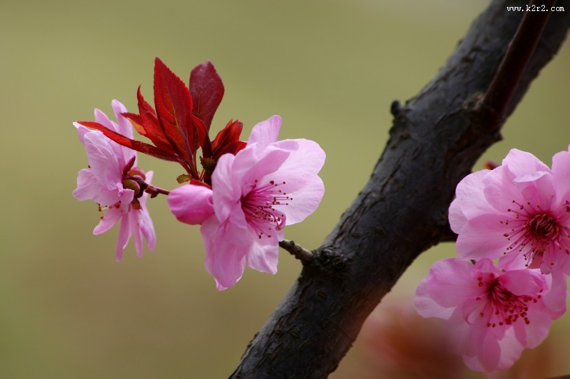 美人梅图片大全